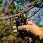 mano con guanto che effettua una potatura alberi