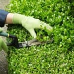 mani di giardiniere con guanti verdi potano un cespuglio